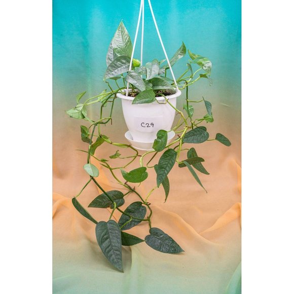 Cebu Blue Pothos 4.5" US Seller Potted RARE - Picture 1 of 1